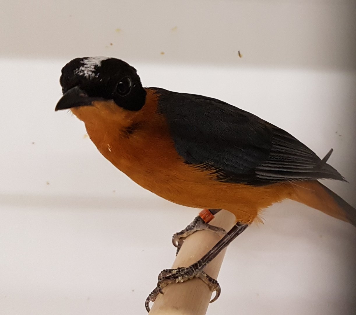 Snowy-capped robin-chat