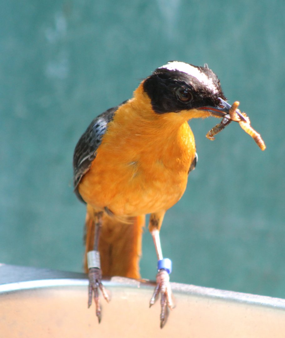 Snowy-capped robin-chat