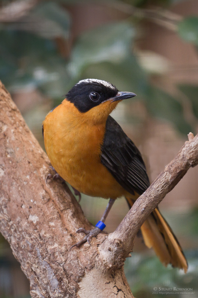 Snowy-crowned Robin-chat - 12/10/2011