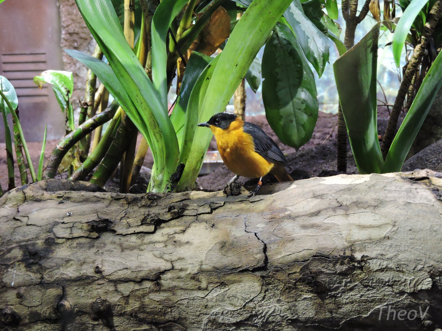 Snowy-crowned robin-chat [2015]