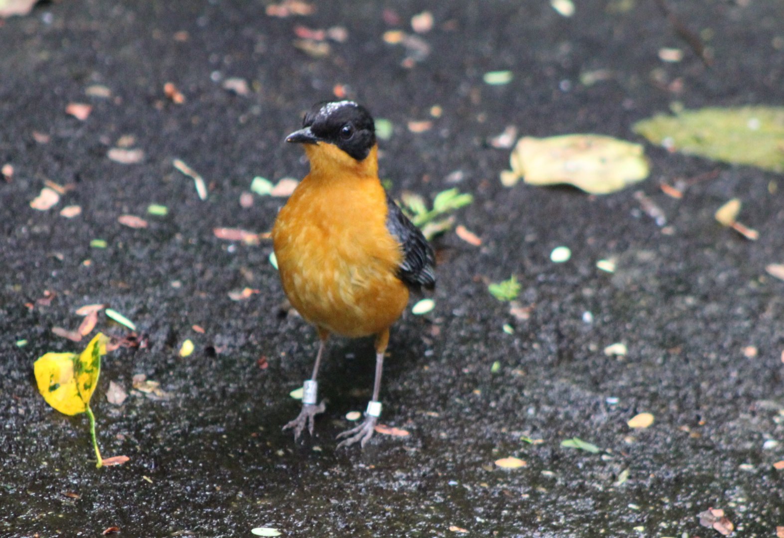 Snowy-crowned robin-chat - adult