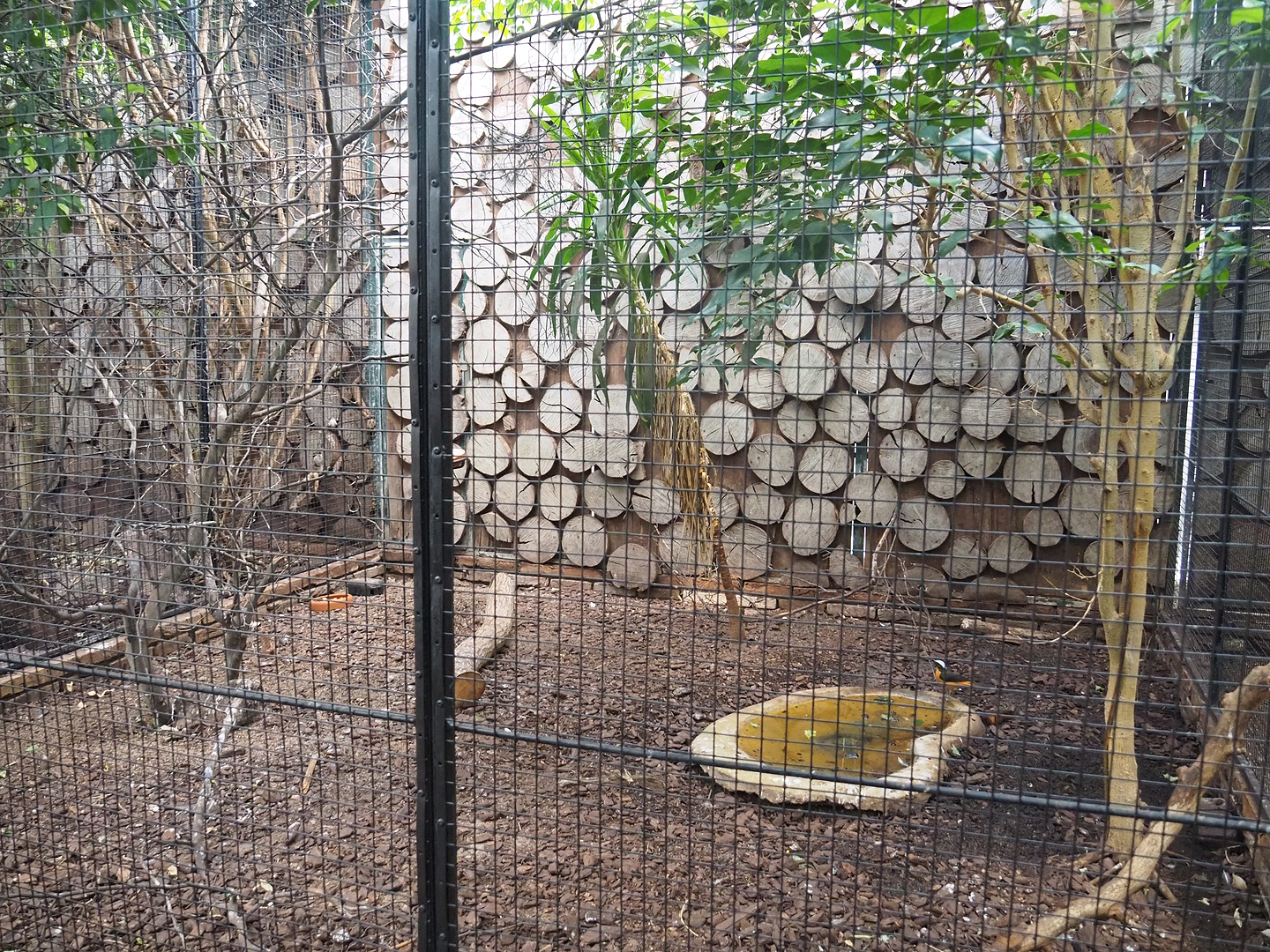 Snowy-crowned robin-chat aviary, 2022-08-28