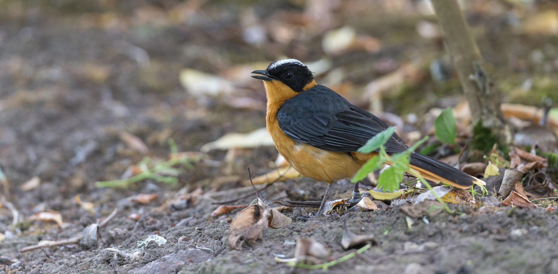 Snowy Crowned Robin Chat, Chester, UK