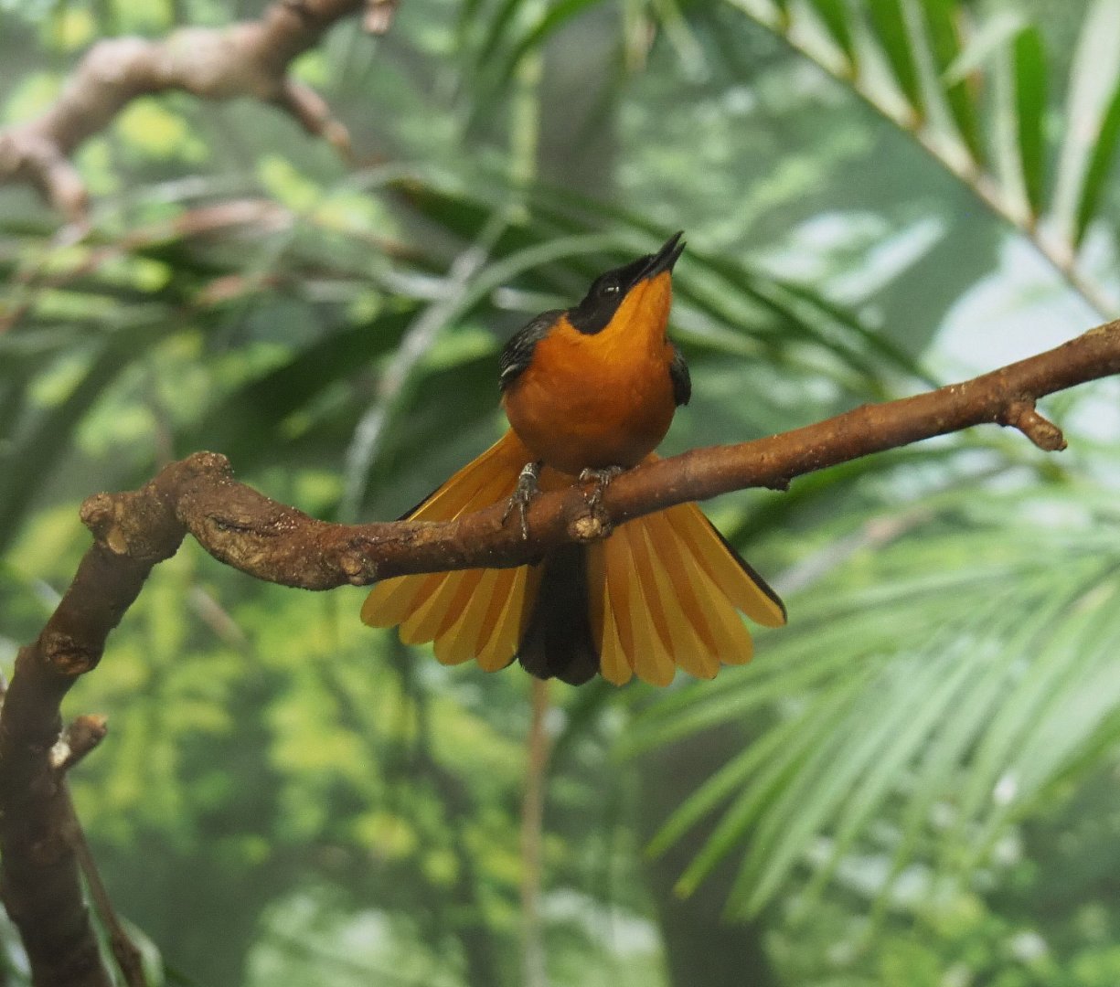 Snowy-crowned robin-chat (Cossypha niveicapilla), 2021-06-12