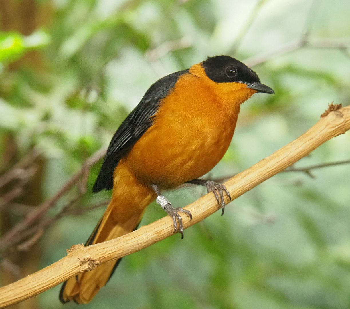 Snowy-crowned robin-chat (Cossypha niveicapilla), 2022-03-16