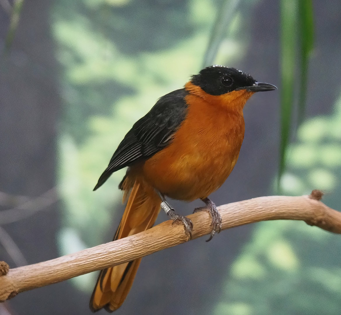 Snowy-crowned robin-chat (Cossypha niveicapilla), 2022-08-16