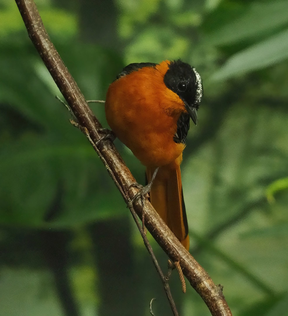 Snowy-crowned robin-chat (Cossypha niveicapilla), 2022-09-04