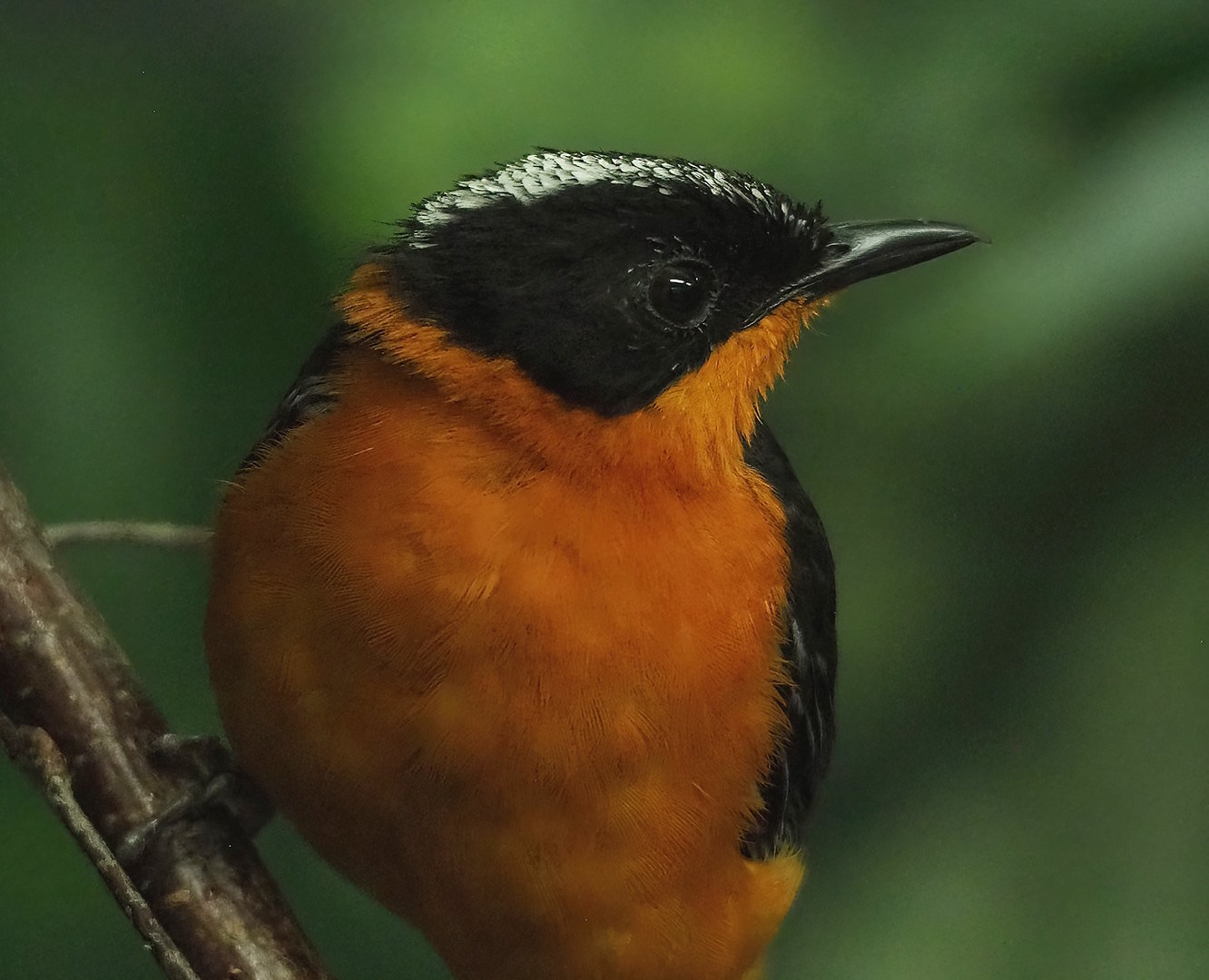 Snowy-crowned robin-chat (Cossypha niveicapilla), 2022-09-04