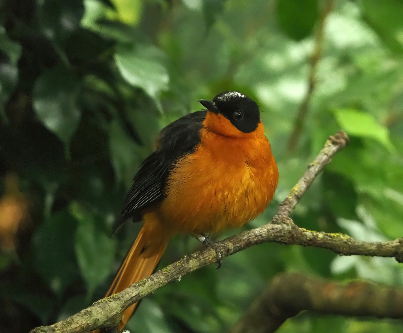 Snowy-crowned robin-chat (Cossypha niveicapilla), 2023-04-08