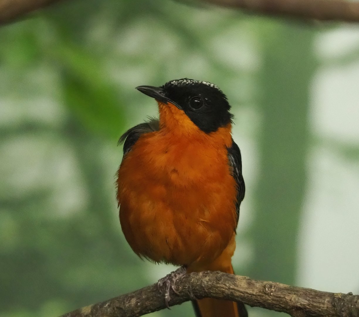 Snowy-crowned robin-chat (Cossypha niveicapilla), 2023-07-22