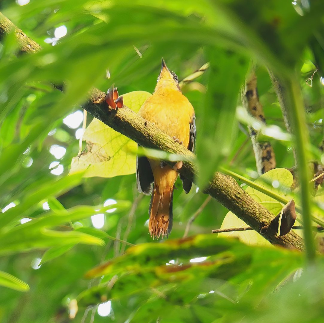 Snowy-crowned robin-chat (Cossypha niveicapilla), 2023-10-07