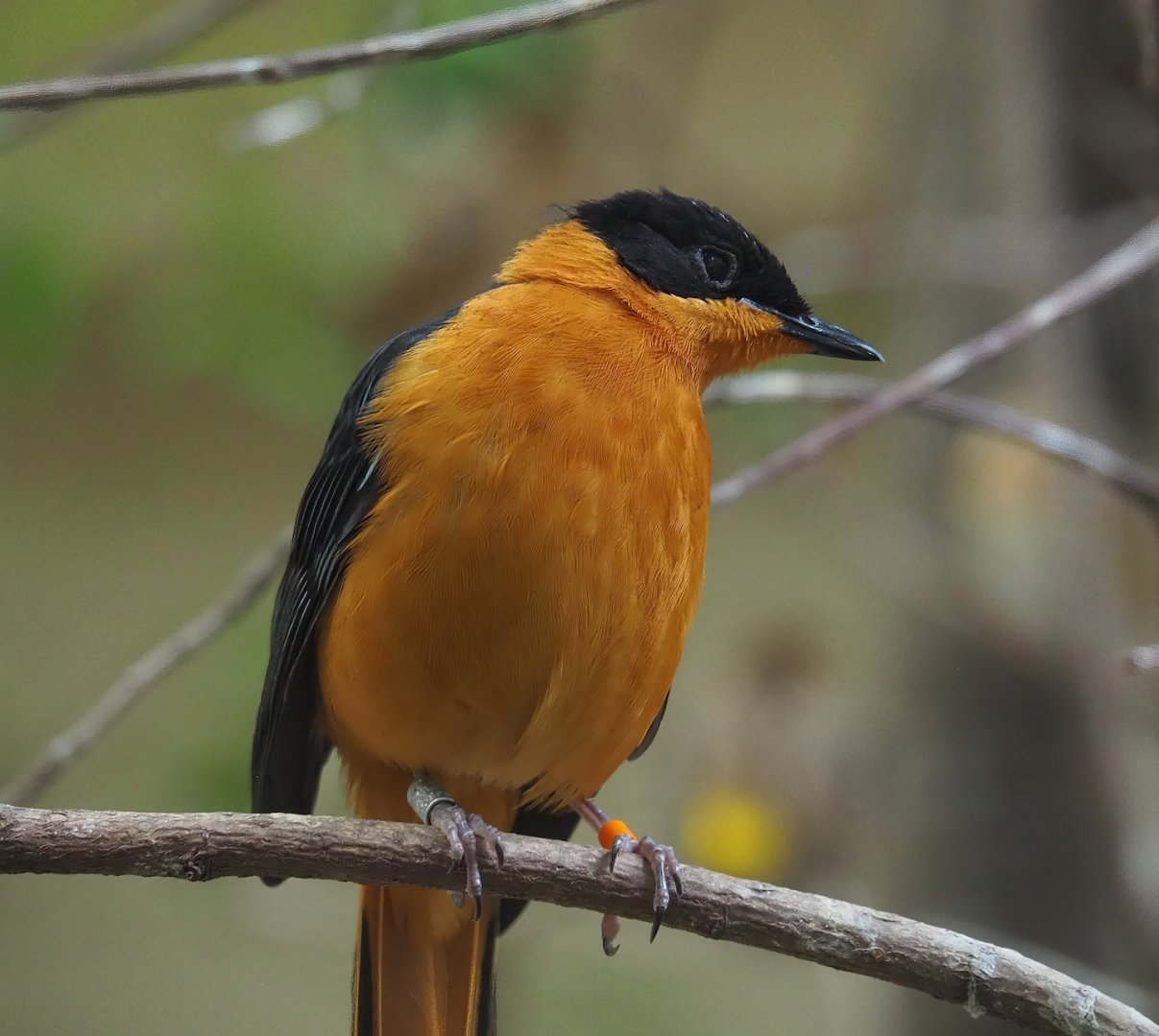 Snowy-crowned robin-chat (Cossypha niveicapilla), 2024-02-17