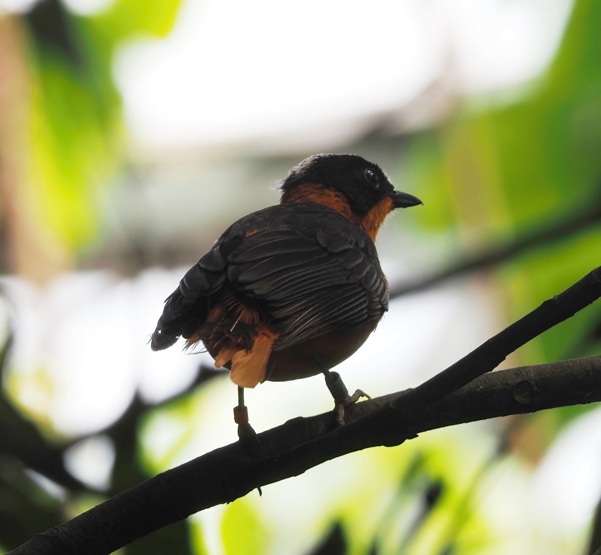 Snowy-crowned robin-chat (Cossypha niveicapilla), 2025-05-17