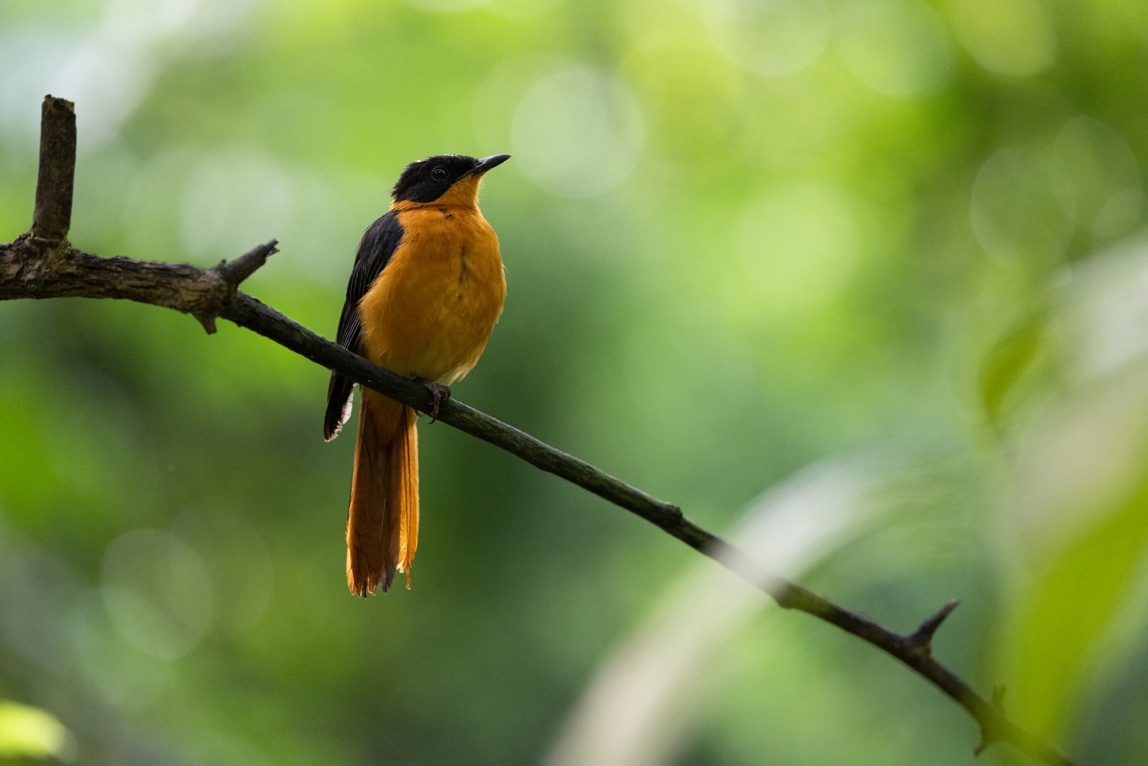 Snowy-crowned Robin-chat (Cossypha niveicapilla) - Bush