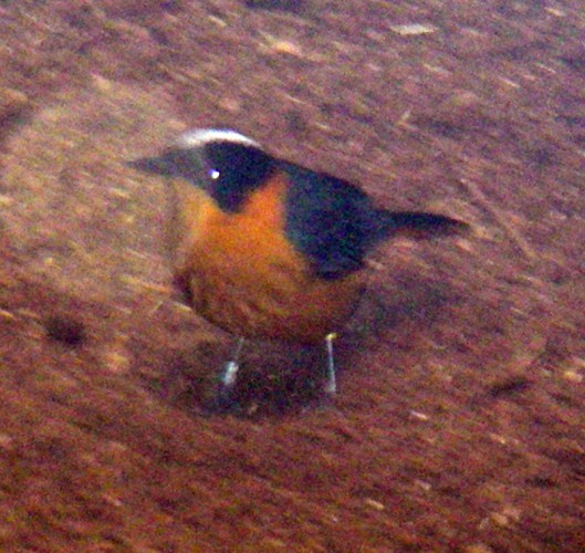 Snowy-crowned Robin Chat (Cossypha niveicapilla)