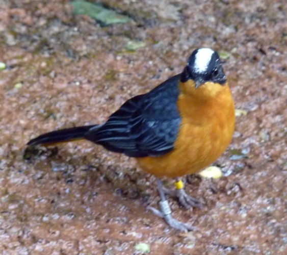 Snowy-crowned robin chat (Cossypha niveicapilla)