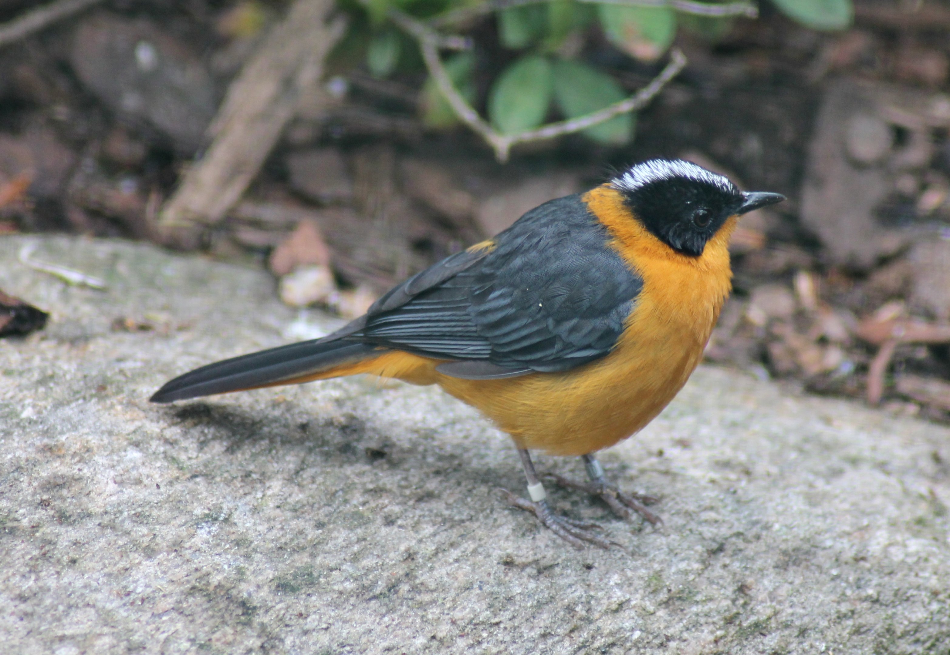 Snowy-crowned robin-chat (Cossypha niveicapilla)