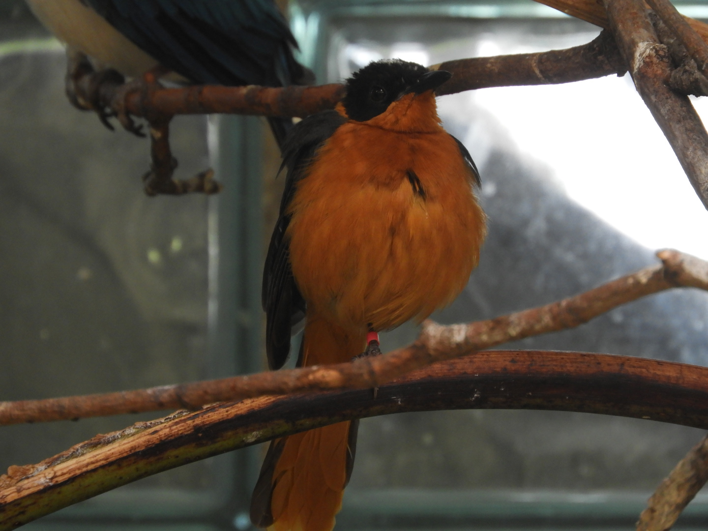 Snowy-crowned Robin-Chat (Cossypha niveicapilla)