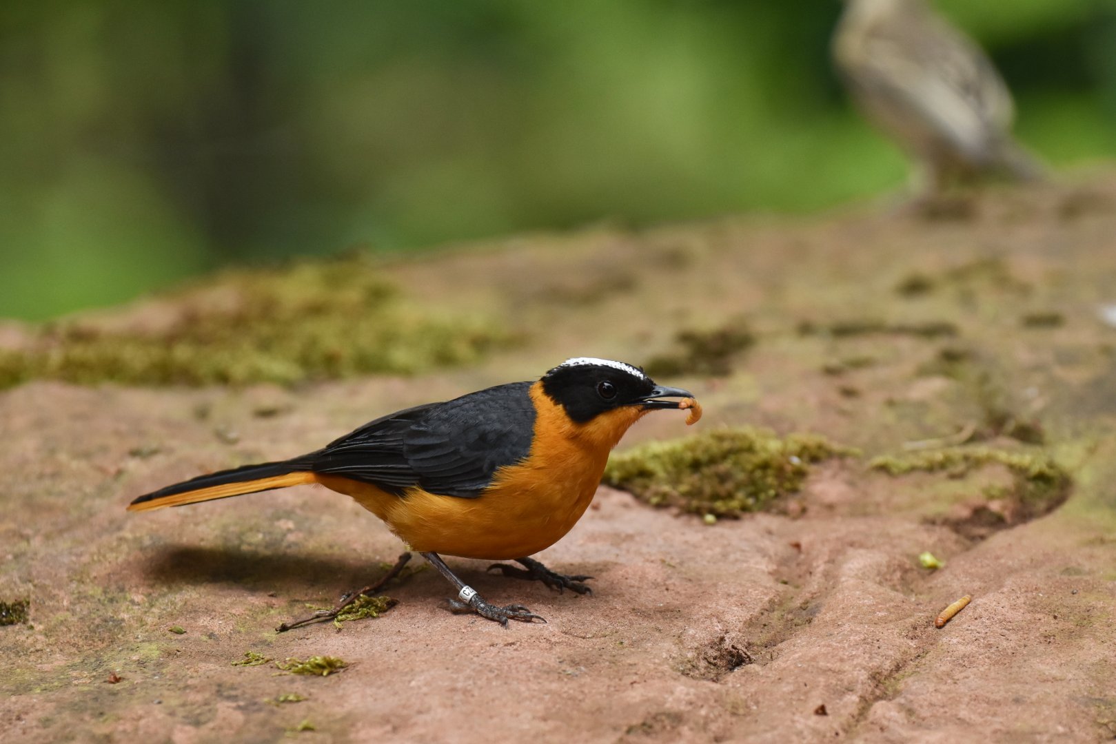 Snowy-crowned Robin-Chat Cossypha niveicapilla