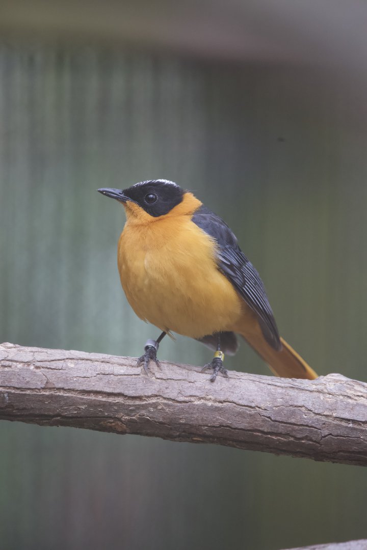 Snowy Crowned Robin Chat/ Cossypha niveicapilla