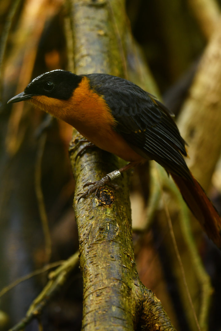 Snowy-crowned Robin-Chat Cossypha niveicapilla