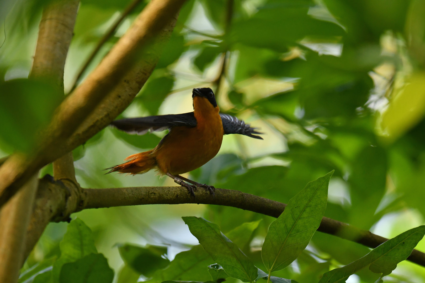 Snowy-crowned Robin-Chat Cossypha niveicapilla