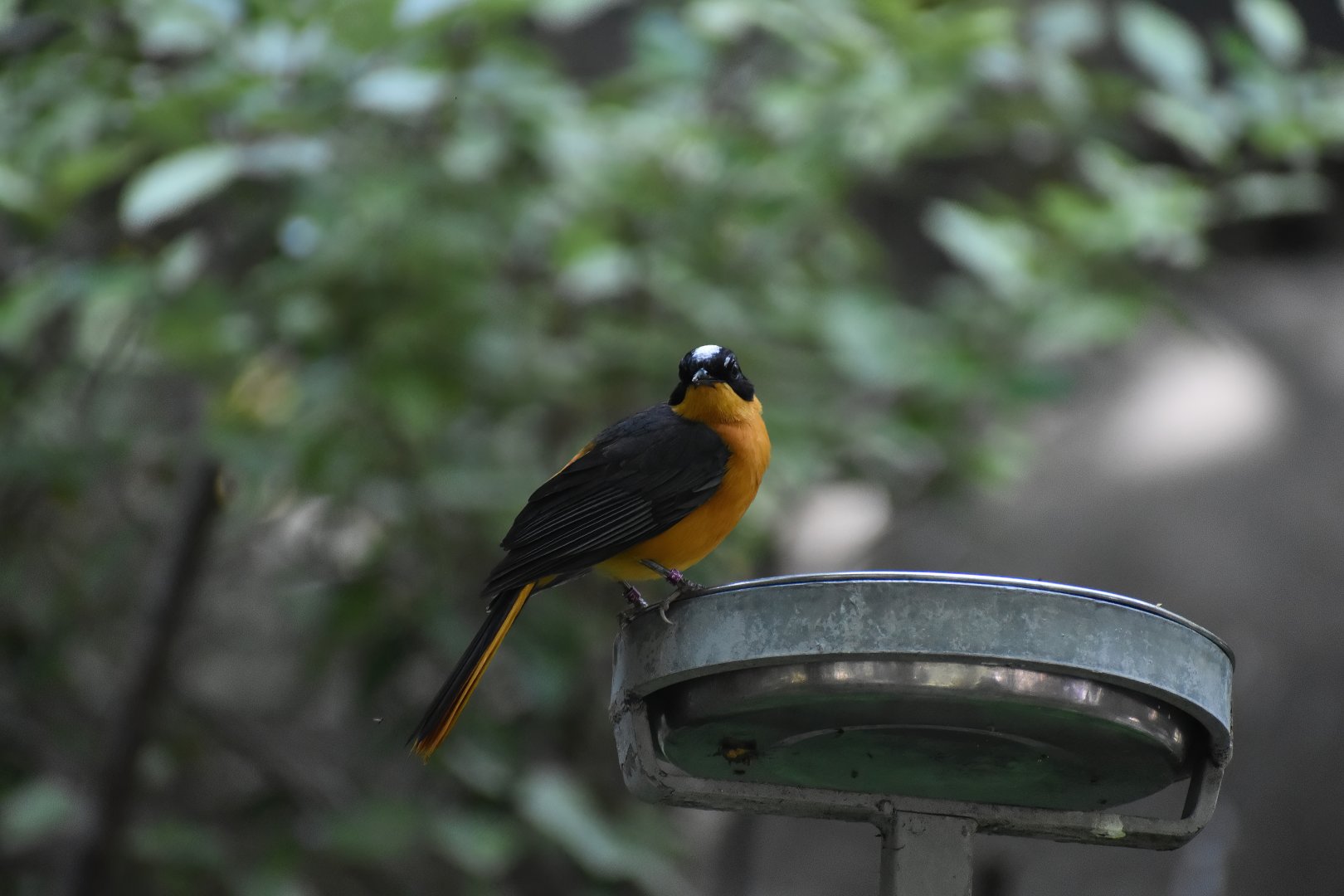 Snowy-crowned Robin-chat (Cossypha niveicapilla)