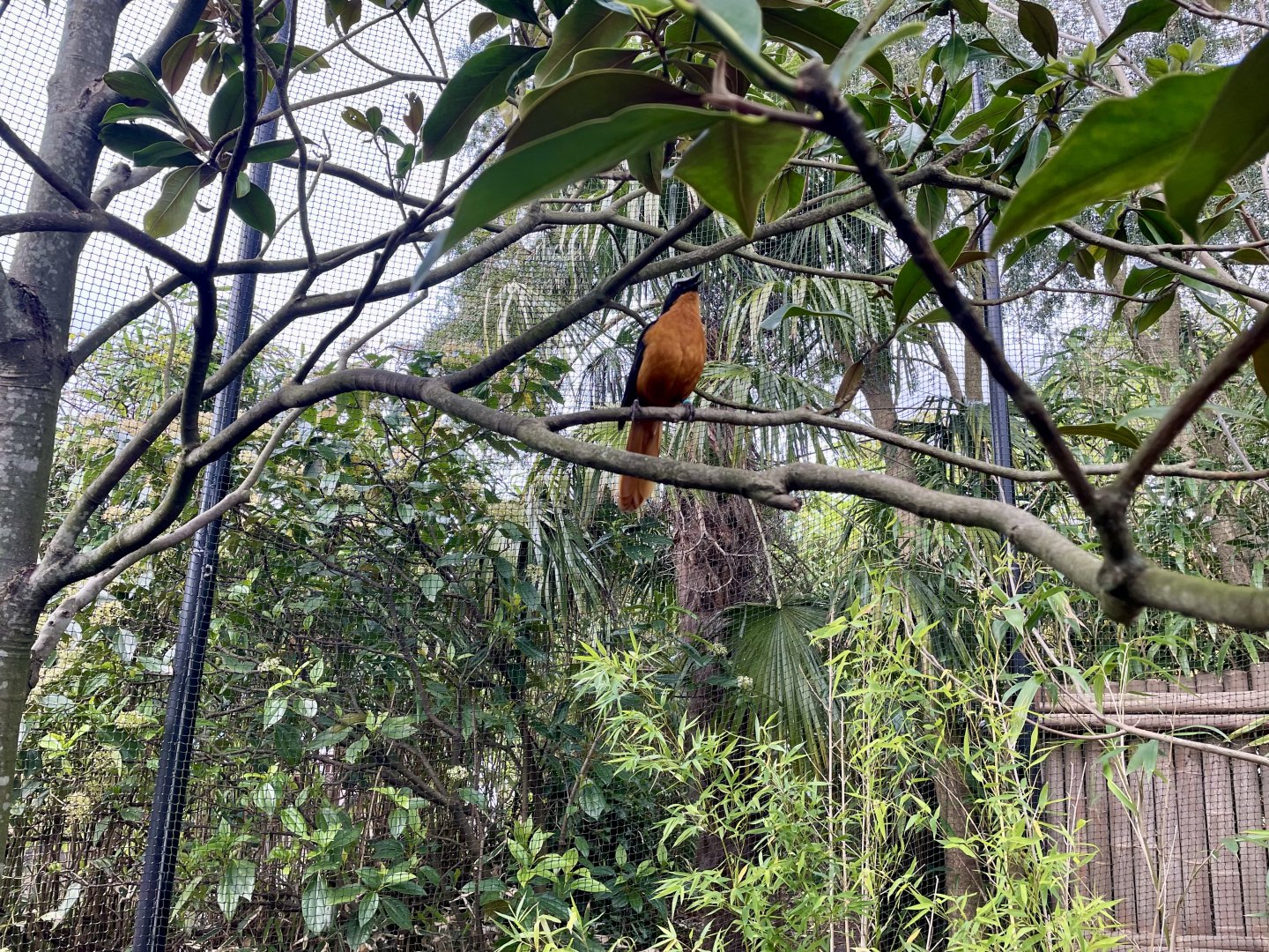 Snowy-crowned Robin-chat, Cossypha niveicapilla