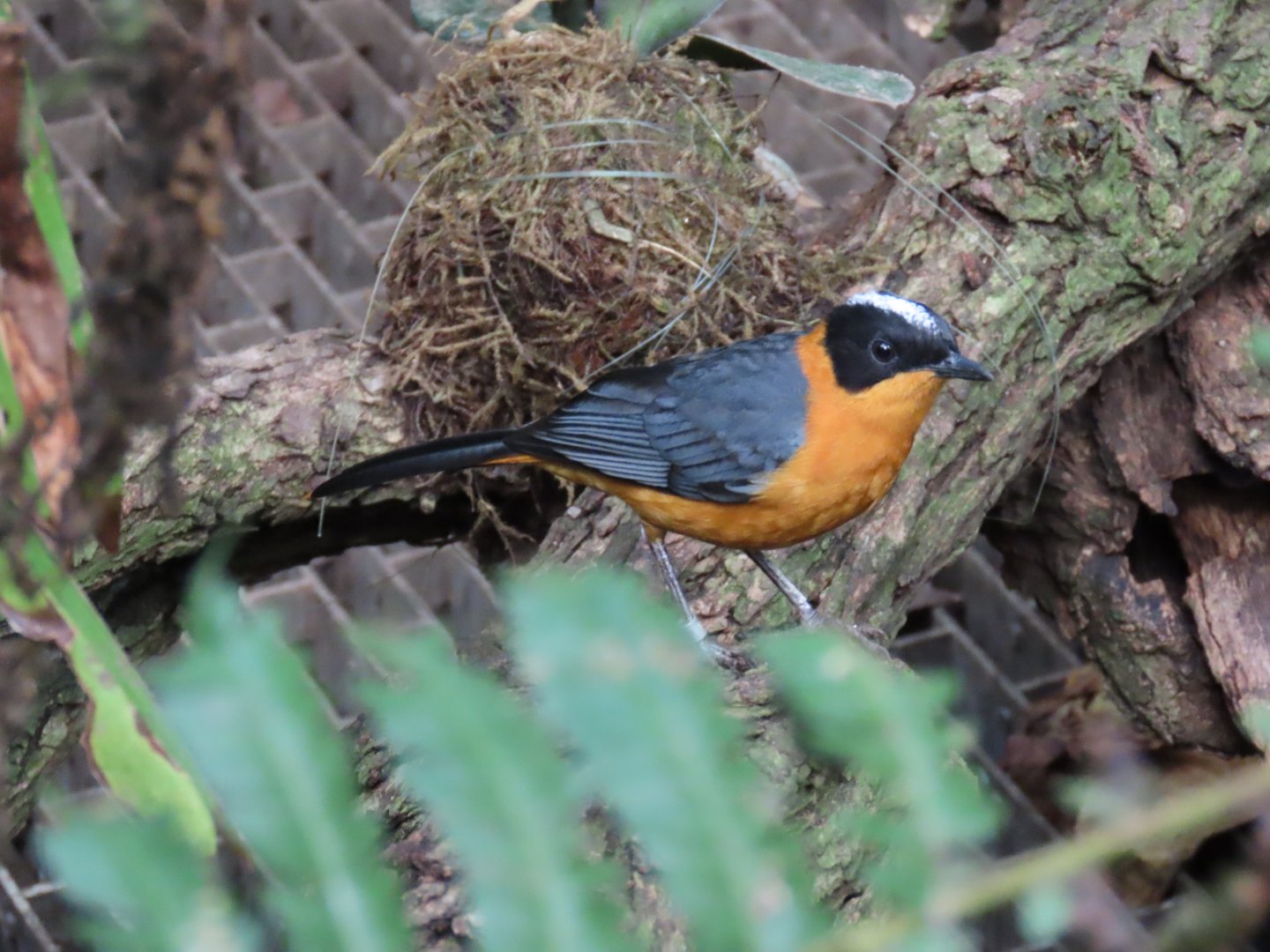 Snowy-crowned Robin-chat (Cossypha niveicapilla)