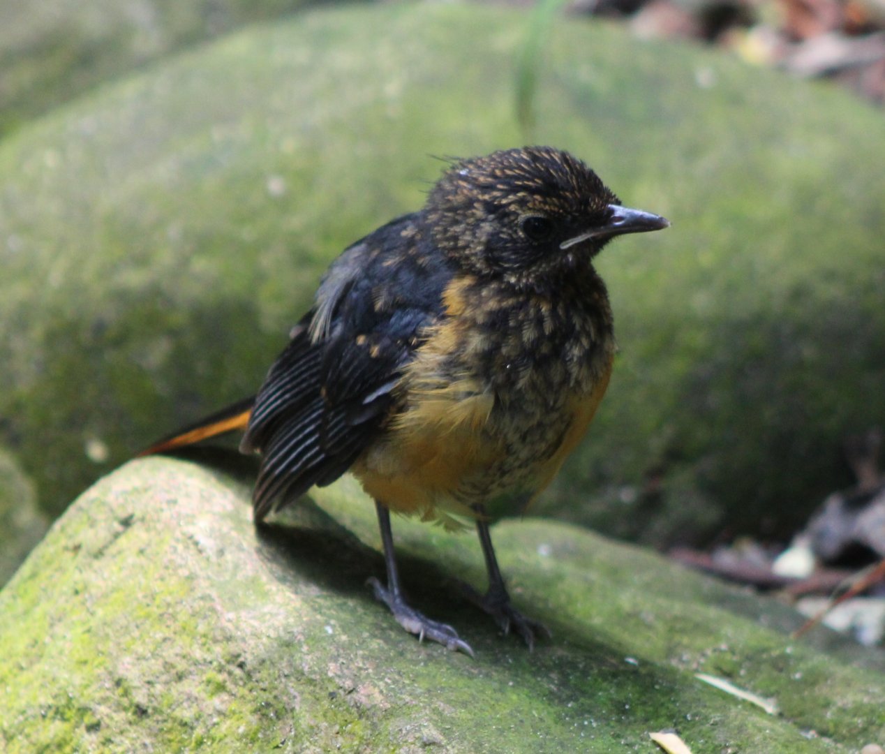 Snowy-crowned robin-chat - juvenile