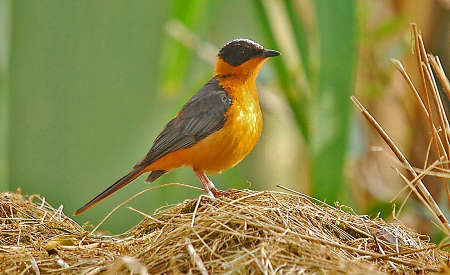 Snowy-crowned robin chat