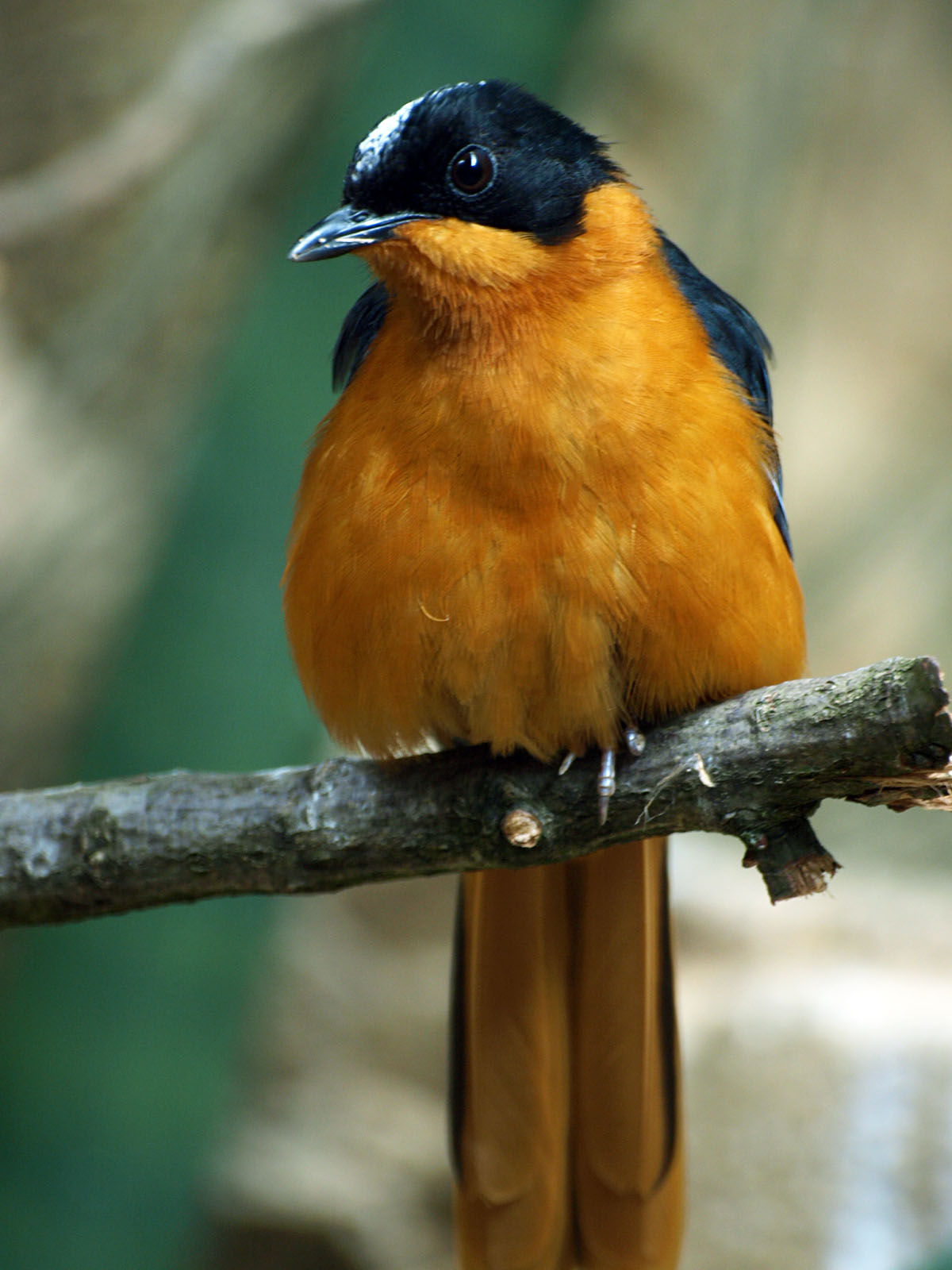 Snowy-crowned Robin-chat