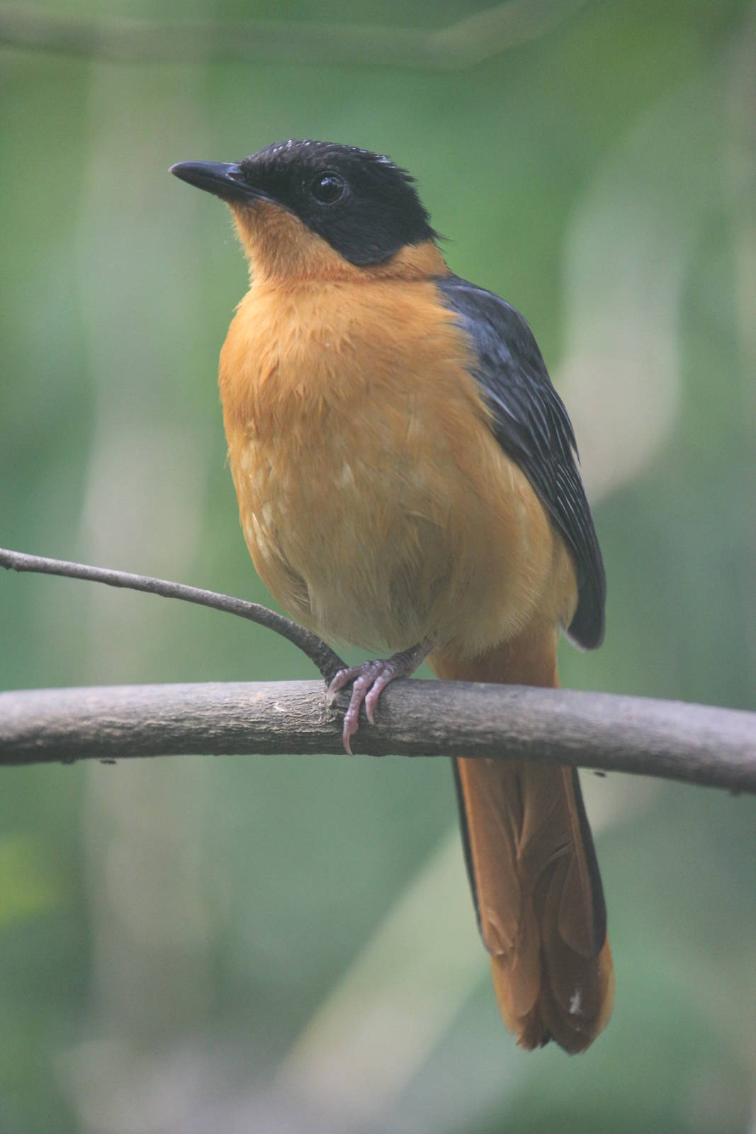 Snowy-crowned robin-chat