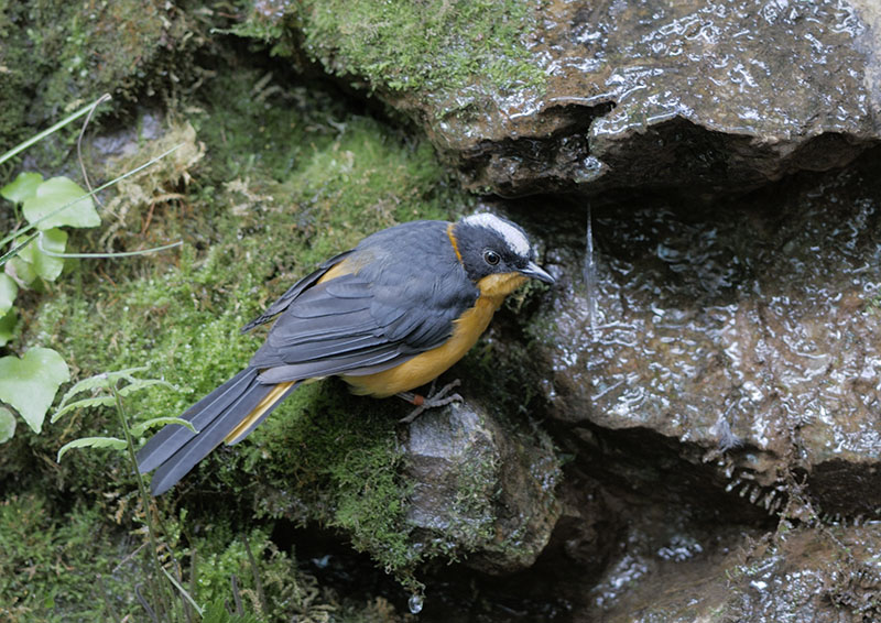 Snowy-crowned robin chat
