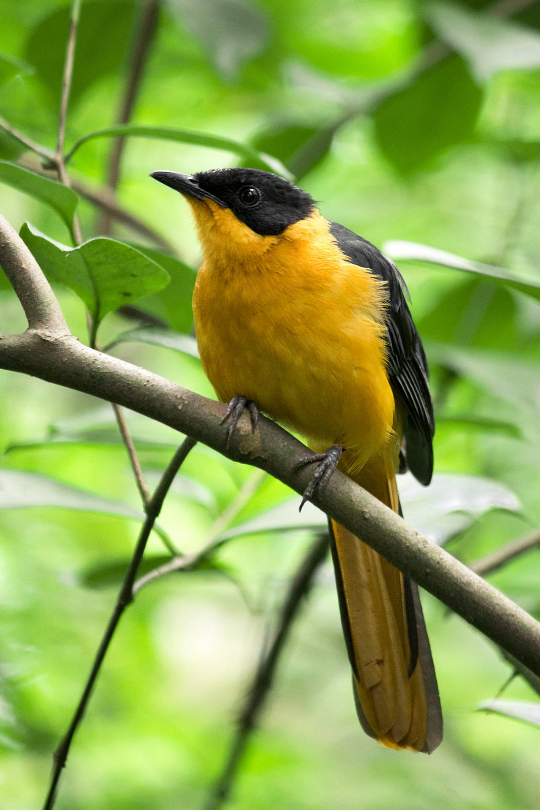 Snowy-crowned robin-chat