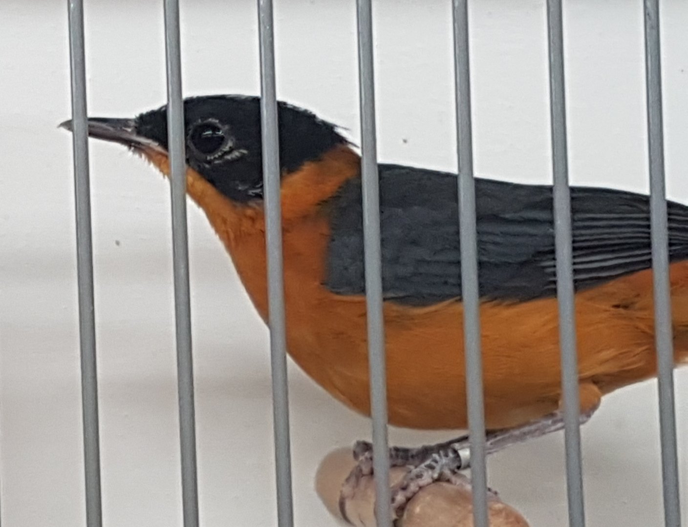 Snowy-crowned robin-chat