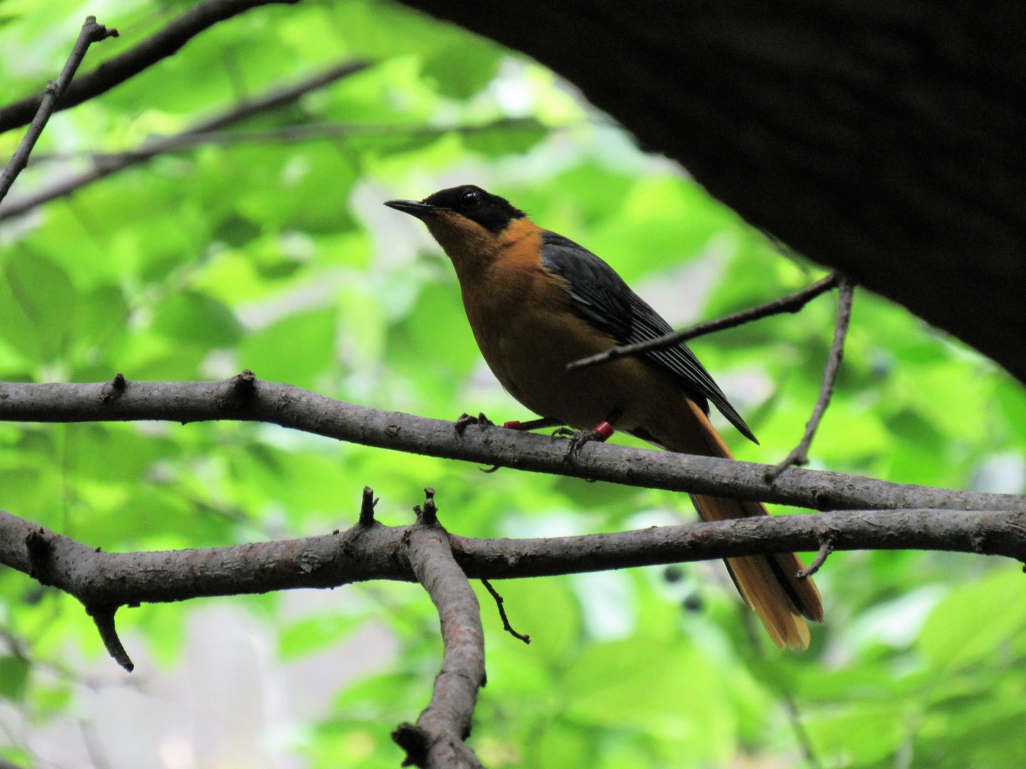 Snowy-Crowned Robin Chat