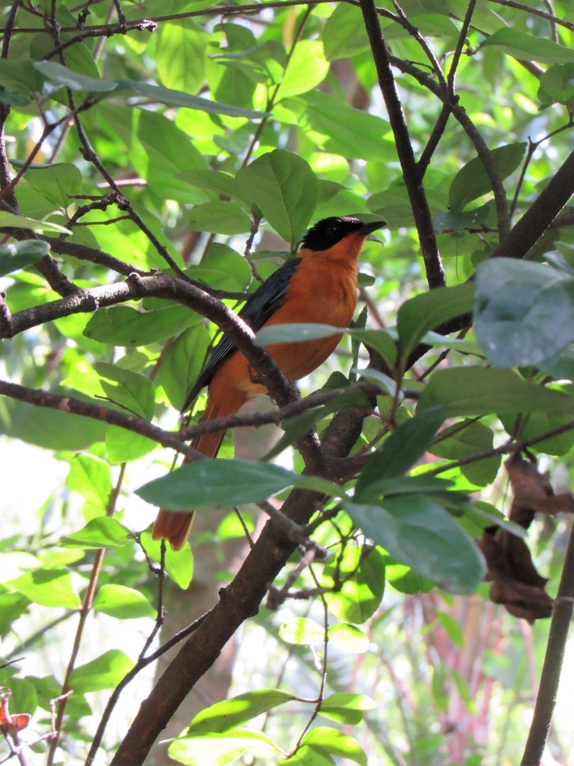 Snowy-crowned robin-chat