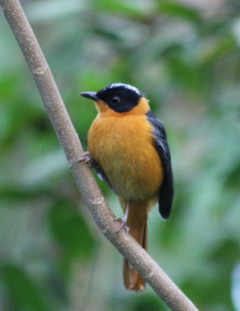 Snowy-crowned robin-chat