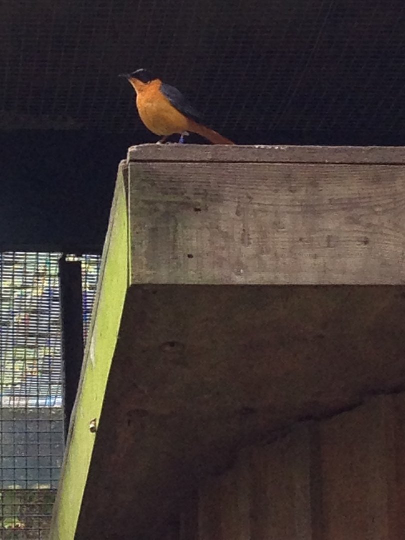 Snowy-Crowned Robin-Chat