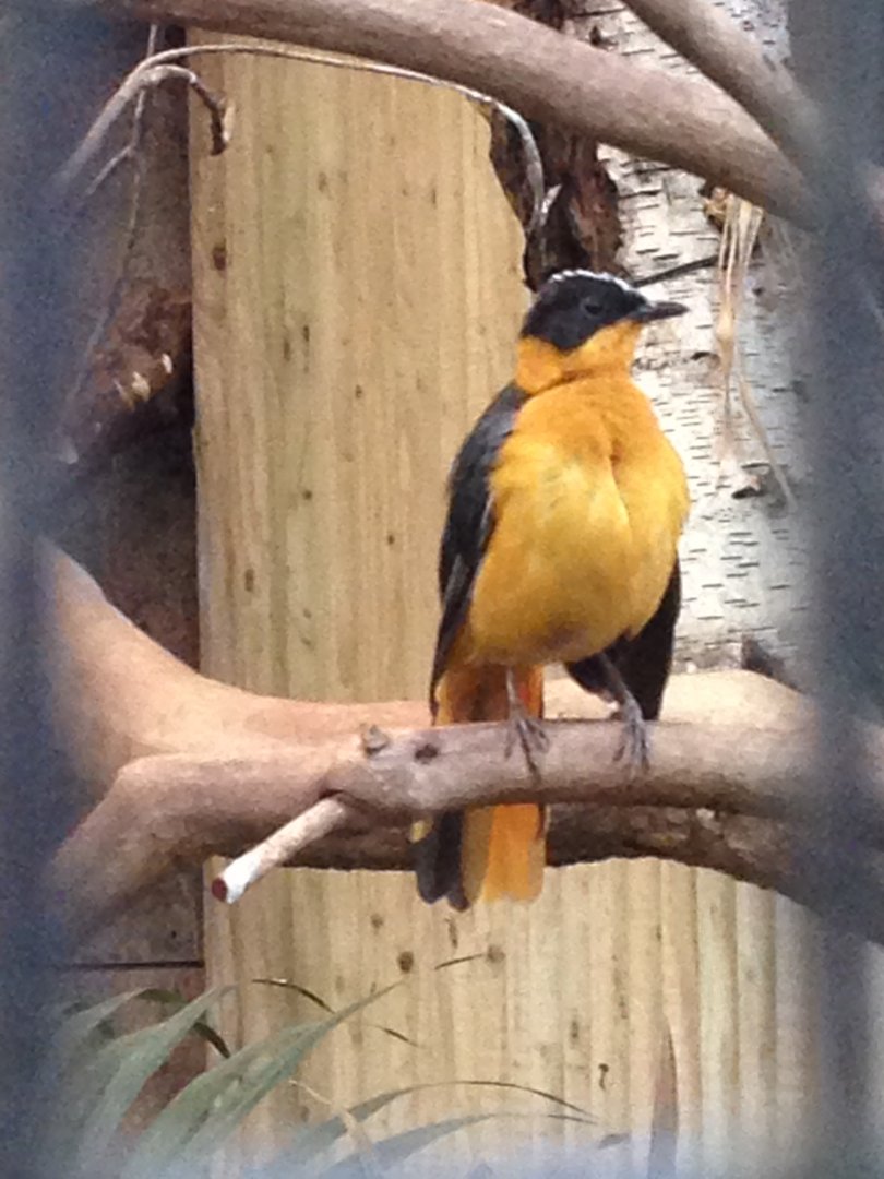 Snowy crowned robin chat