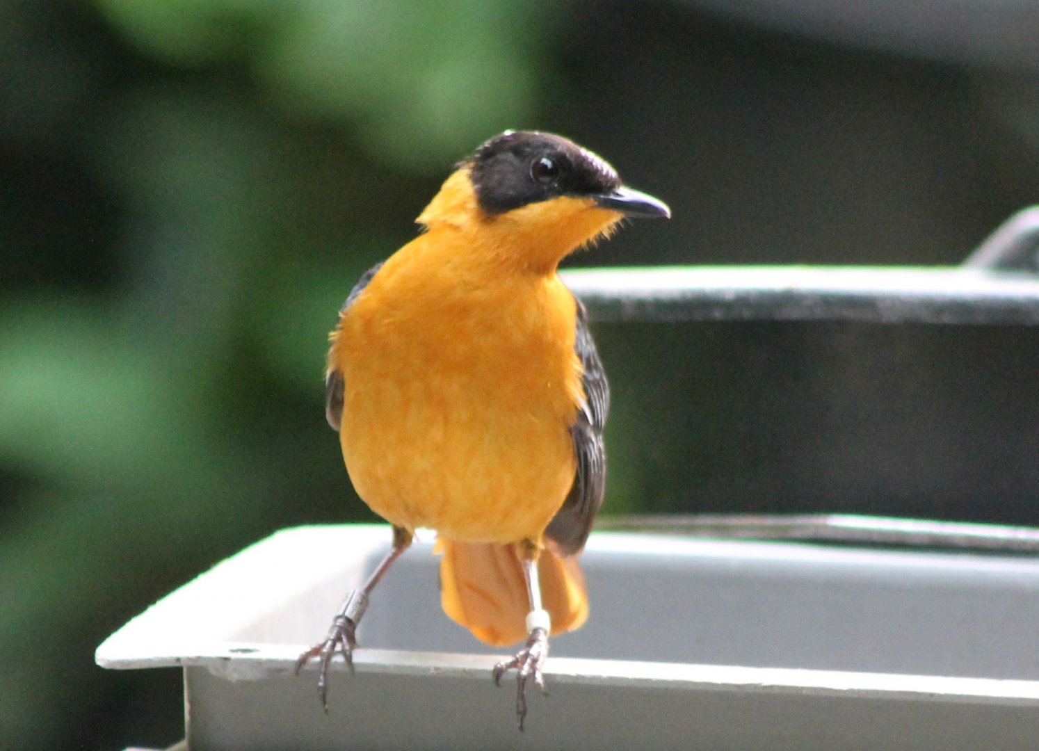 Snowy-crowned robin-chat