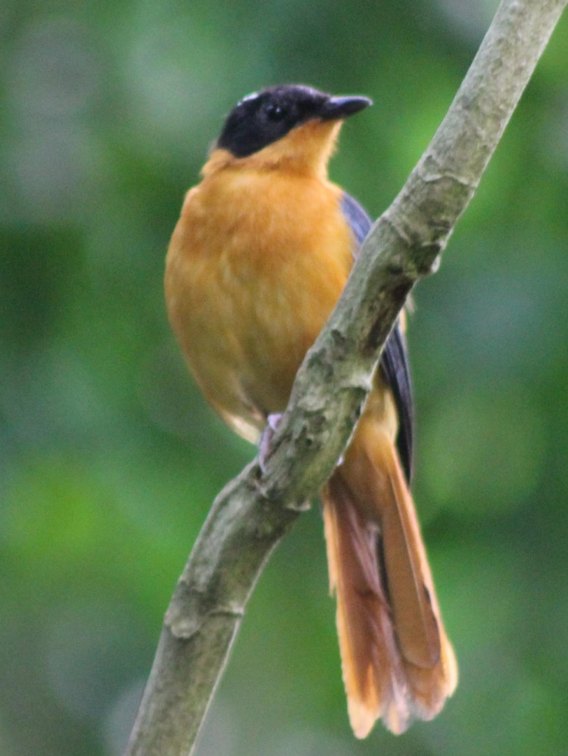 Snowy-crowned robin-chat