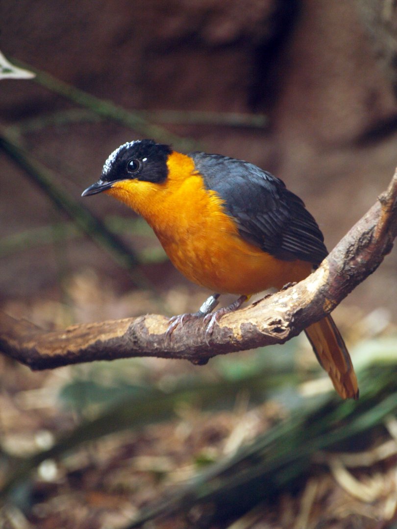 Snowy-crowned robin chat
