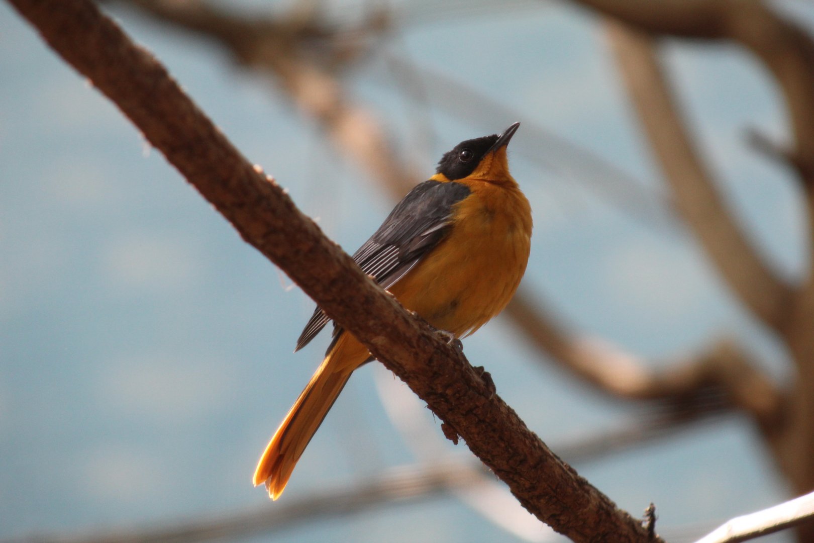 Snowy-Crowned Robin-Chat