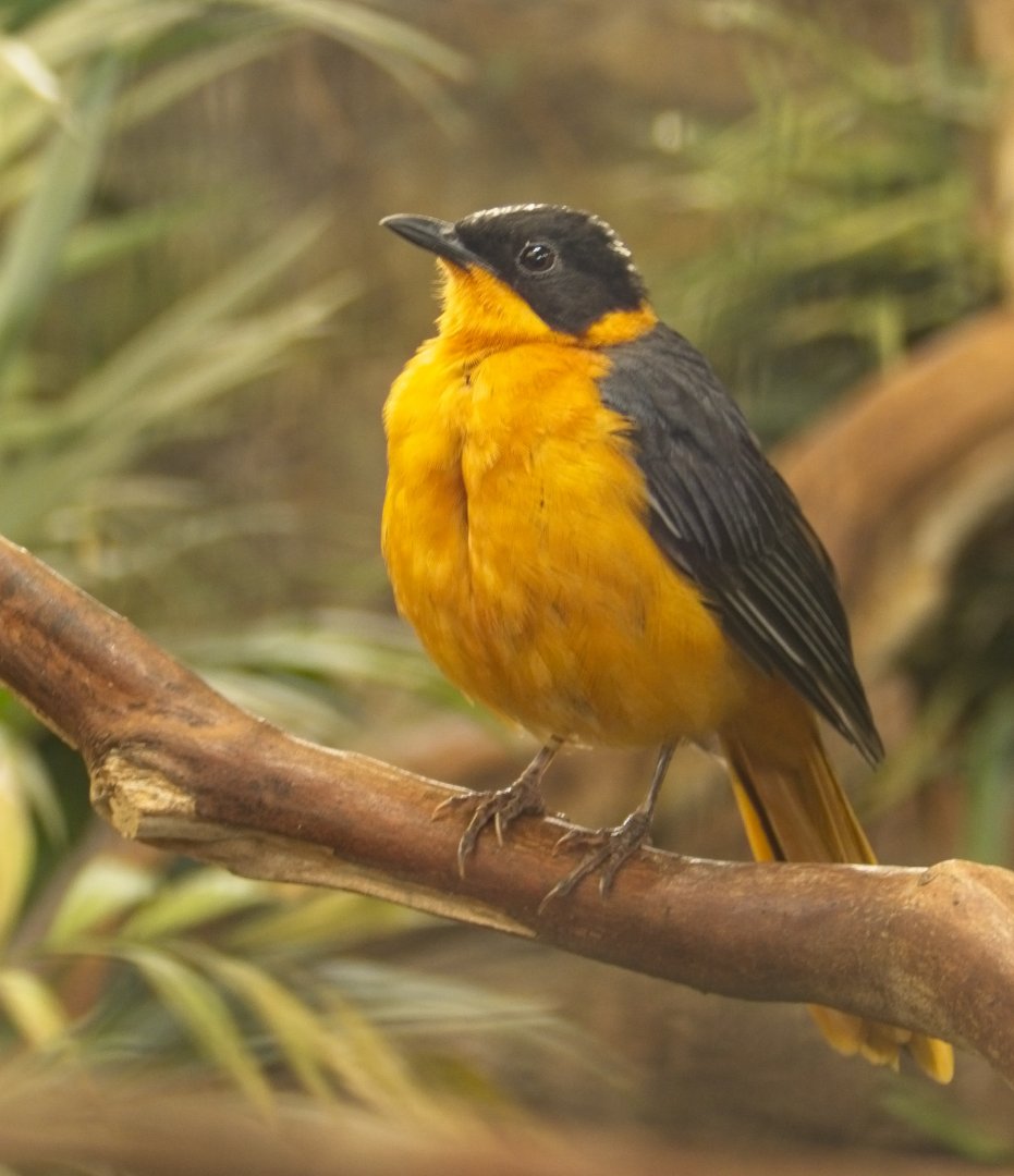 Snowy Crowned Robin Chat