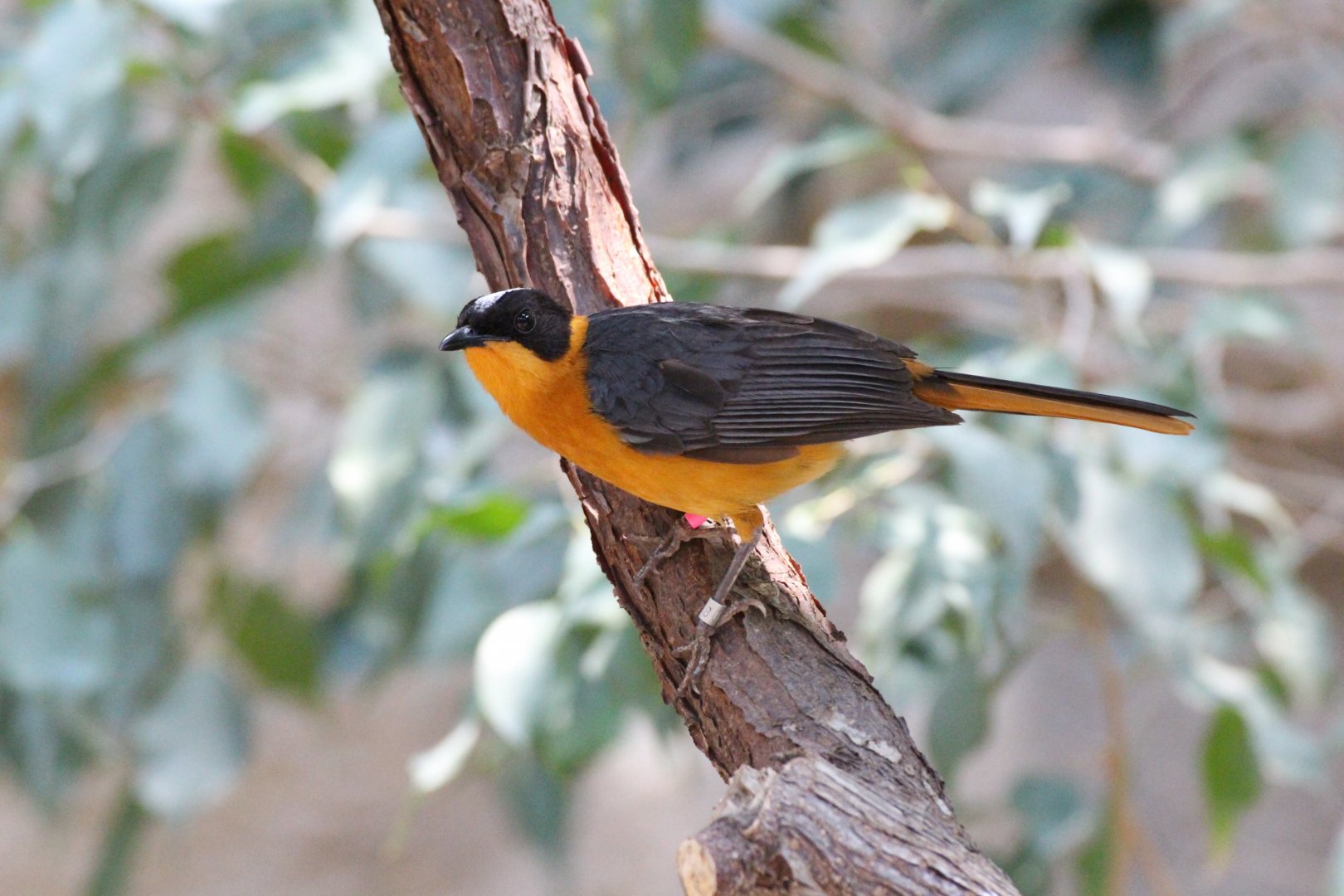 Snowy-crowned Robin-Chat