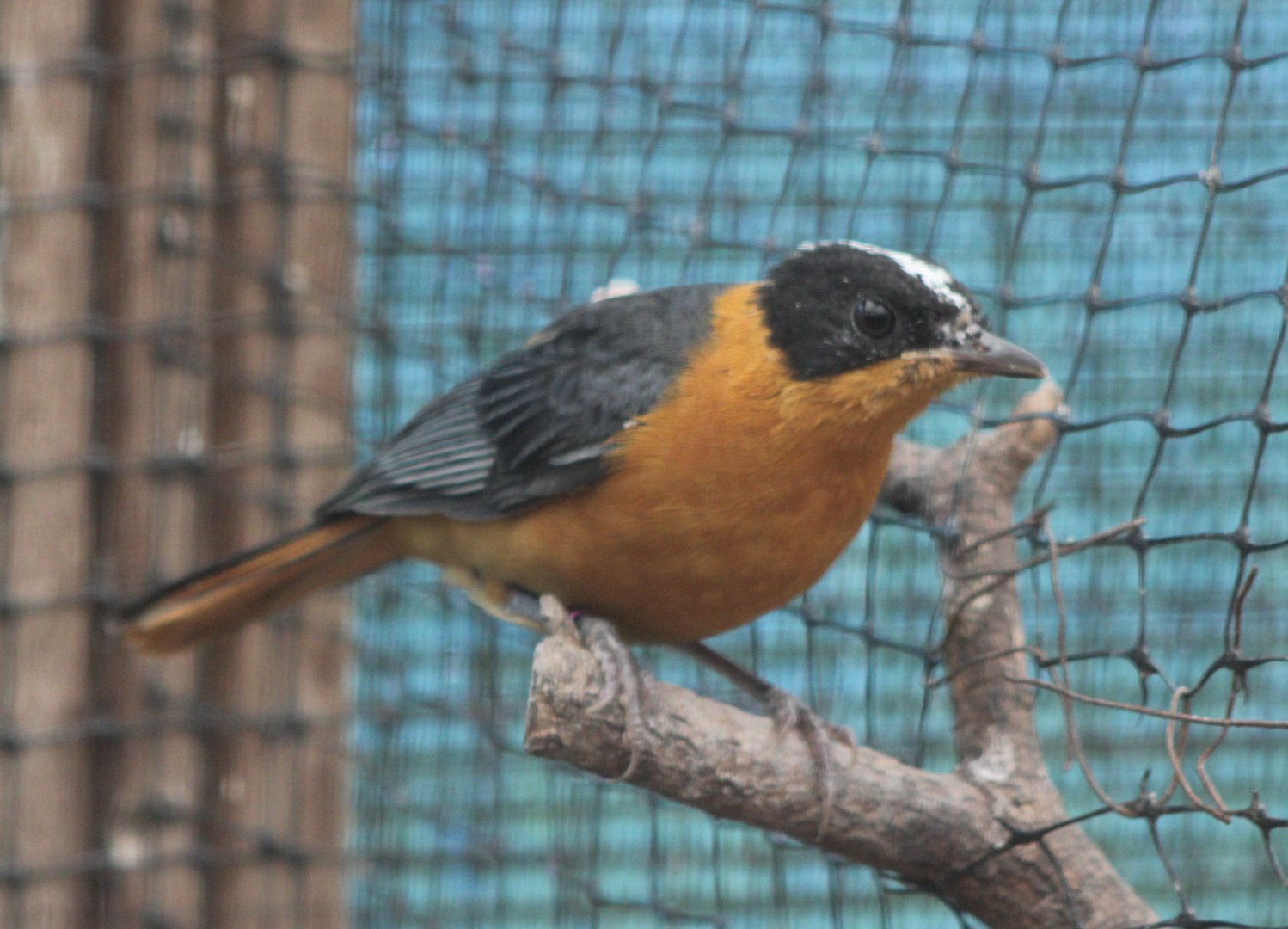 Snowy-crowned robin-chat