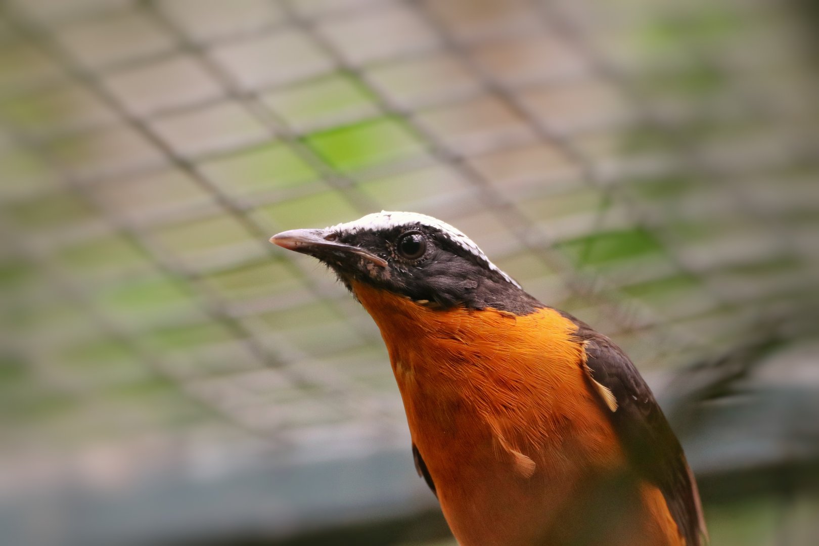Snowy-crowned robin-chat