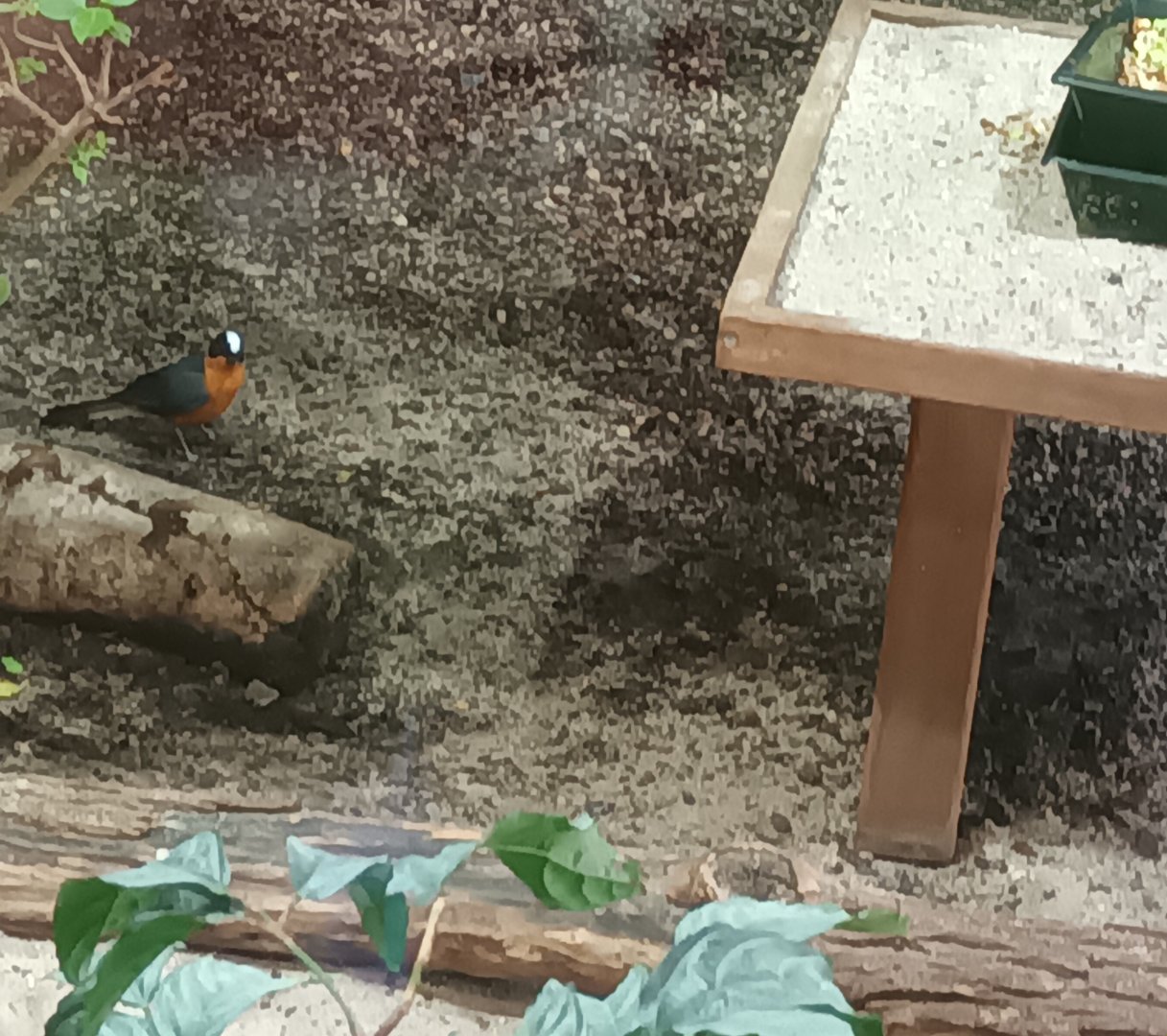 Snowy crowned robin Chat